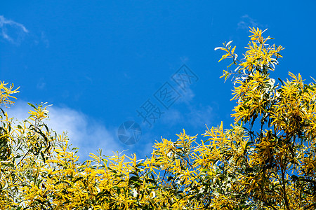 瓦特或阿卡西亚香肠状小花朵全盛开叶子金子簇绒植物长叶季节花束木头花园香味图片