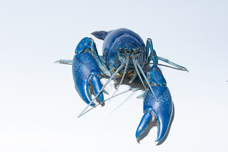 Cherax 破坏器白色蓝色海鲜动物螯虾图片