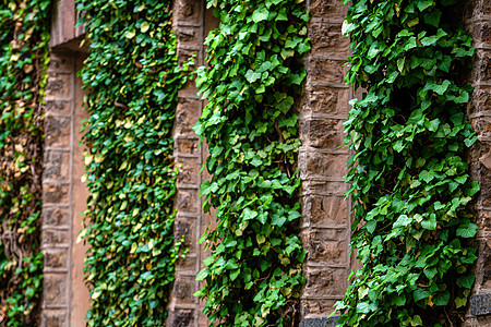 古石墙壁上的常春藤和树爬植物图片