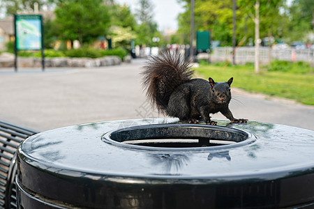 尼亚加拉瀑布州公园垃圾桶上的黑松鼠图片