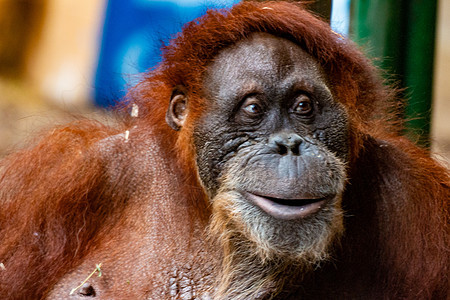 Orangutan 特写雌猩猩 由于棕榈油种植园的生境损失而濒临灭绝毛皮动物眼睛哺乳动物丛林橙子婴儿野生动物森林灵长类图片