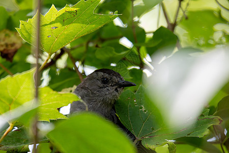 坐在加拿大安大略省灌木丛中的灰尘小鸡荒野唱歌灰色歌曲鸟类猫鸟绿色属地孵化灵图片