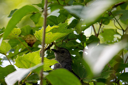 坐在加拿大安大略省灌木丛中的灰尘灰色小鸡唱歌脊椎动物动物鸟类属地歌曲孵化灵荒野图片