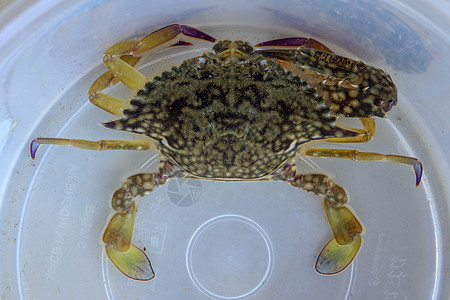 蓝甘露蟹 沙蟹的顶视图 花蟹 孤立在白色背景上的远洋梭子蟹 新鲜生蓝游泳海蟹的特写照片 市场上著名的新鲜海鲜生态旅游甲壳贝类底面图片