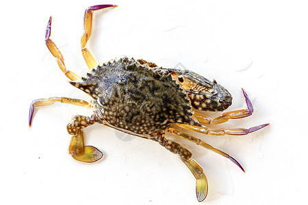 蓝甘露蟹 沙蟹的背面 花蟹 孤立在白色背景上的远洋梭子蟹 新鲜生蓝游泳海蟹的特写照片 市场上著名的新鲜海鲜生态游泳者贝类甲壳类甲图片