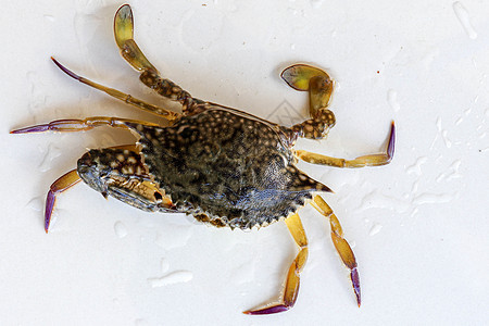 蓝甘露蟹 沙蟹的背面 花蟹 孤立在白色背景上的远洋梭子蟹 新鲜生蓝游泳海蟹的特写照片 市场上著名的新鲜海鲜美食骨骼男性生态动物底背景图片