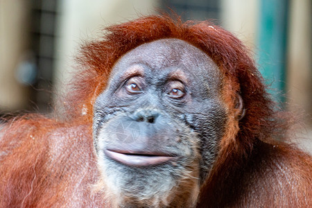 Orangutan 特写雌猩猩 由于棕榈油种植园的生境损失而濒临灭绝头发俘虏森林侏儒少年生物毛皮雨林灵长类女性图片