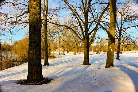 冬天的道路和雪 树木的风景布满冰霜天空插图木头场景蓝色雪花礼物晴天森林墙纸图片