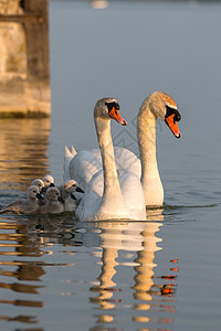 Swan家庭波纹荒野池塘日落脖子天鹅翅膀场景野生动物羽毛图片