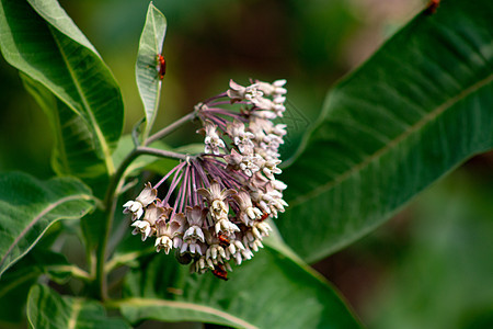 的粉红色花朵 通常称为普通乳草 蝴蝶花 丝草 丝状燕麦草和弗吉尼亚丝草 叶子和花朵蜜蜂生长植物植物群植物学昆虫漏洞园艺翅膀蝴蝶图片