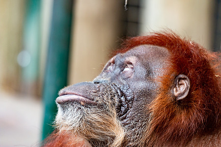 Orangutan 特写雌猩猩 由于棕榈油种植园的生境损失而濒临灭绝生物森林动物园女性灵长类婴儿俘虏少年哺乳动物雨林图片