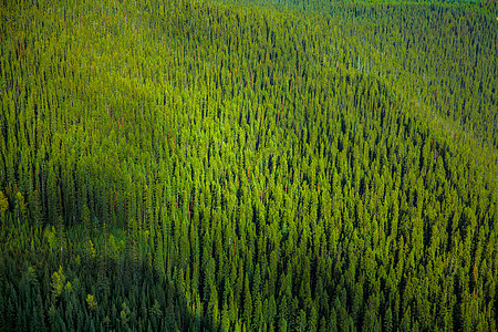 绿色森林质图片
