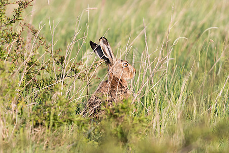 兔子兔毛皮野生动物速度历史小麦眼睛日落跑步警报哺乳动物图片