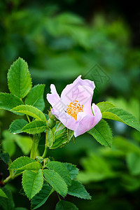 狗玫瑰(Rosa Canina)图片