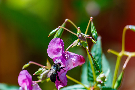 喜马拉雅山Balsam的蜜蜂授粉 河边入侵性植物香脂叶子头盔杂草生物腺体湿地多样性雨滴野花图片