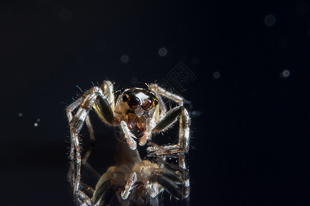 玻璃上的宏蜘蛛黑色宏观动物图片
