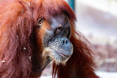 Orangutan 特写雌猩猩 由于棕榈油种植园的生境损失而濒临灭绝动物园动物雨林头发丛林荒野女性眼睛毛皮婴儿图片