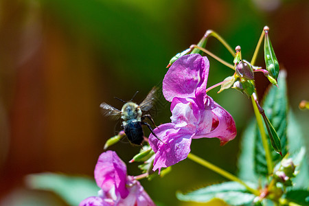 喜马拉雅山Balsam的蜜蜂授粉 河边入侵性植物多样性香脂生物花瓣头盔豆荚野生动物叶子紫色腺体图片