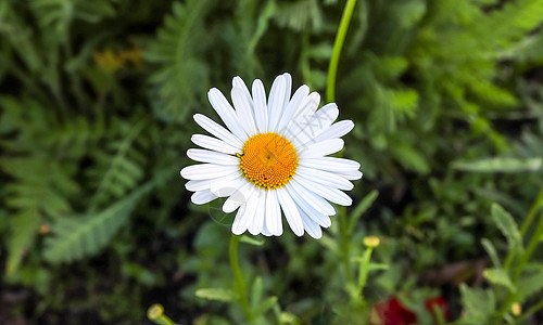 绿色田地上美丽的白红花朵 利卡尼特姆雏菊牛眼季节白花场地草地环境凝胶叶子花园图片