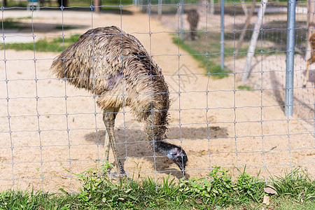 动物园的Ostrich野生动物荒野动物背景图片