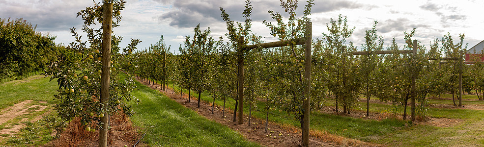 加拿大安大略苹果园全景照片 苹果是加拿大的一种大型农产品图片