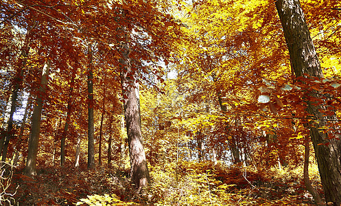 在eu发现的金色秋天风景的美丽全景黄色阳光横梁蓝色木头环境季节公园树木森林图片