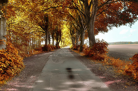在eu发现的金色秋天风景的美丽全景绿色红色橙子阳光天空黄色森林树叶木头叶子图片