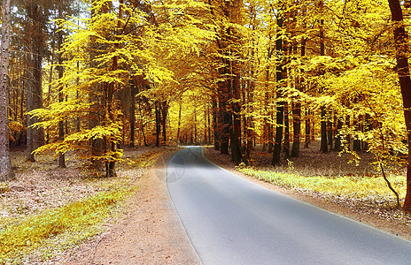 在eu发现的金色秋天风景的美丽全景天空红色黄色绿色森林叶子公园人行道阳光木头图片