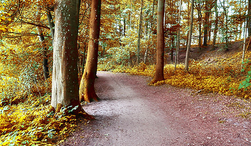 在eu发现的金色秋天风景的美丽全景树叶树木横梁木头绿色橙子叶子天空黄色蓝色图片