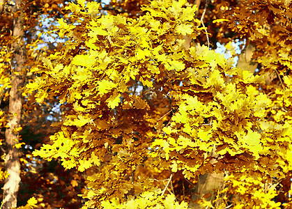 在eu发现的金色秋天风景的美丽全景季节树木蓝色橙子天空绿色环境阳光叶子树叶图片
