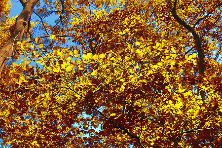 在eu发现的金色秋天风景的美丽全景木头公园绿色叶子橙子环境黄色天空森林树叶图片