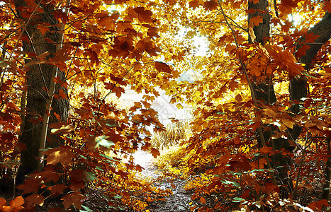 金色叶子在eu发现的金色秋天风景的美丽全景红色横梁树叶树木阳光森林人行道天空环境季节背景