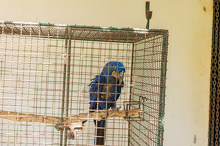 动物园中的鹦鹉金刚鹦鹉彩福动物背景图片
