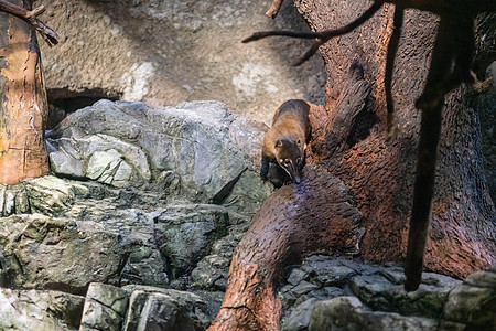 日本大阪水族馆Kaiyykan的环尾涂层猎人公园幼兽植物叶子环境鼻子木头生活尾巴图片