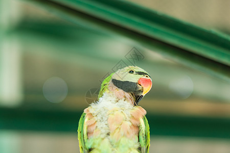 动物园中的鹦鹉彩福动物金刚鹦鹉背景图片
