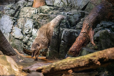 日本大阪水族馆Kaiyykan的环尾涂层叶子生活水族馆尾巴鼻子哺乳动物幼兽森林浣熊公园图片