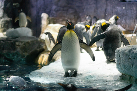 在大阪水族馆凯伊的 根托企鹅和金企鹅国王石头旅行金图眼睛海洋羽毛团体动物岩石图片