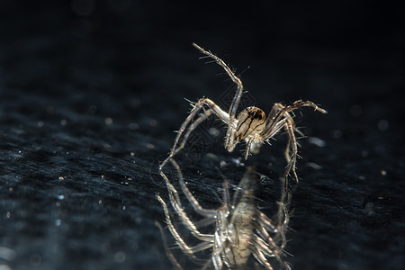 玻璃上的宏蜘蛛动物宏观黑色背景图片