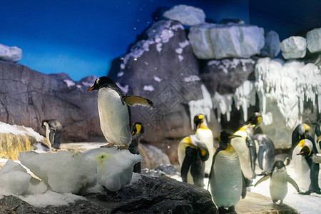 在大阪水族馆凯伊的 根托企鹅和金企鹅生活荒野岩石国王旅行海洋动物园眼睛野生动物金图图片