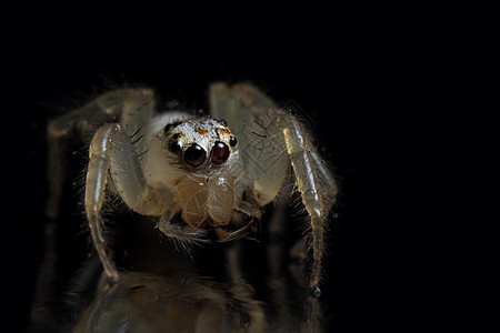 动物蜘蛛宏观昆虫跳跃背景图片