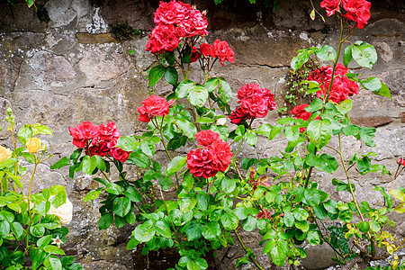Heysha 花园灌木丛中的红玫瑰图片