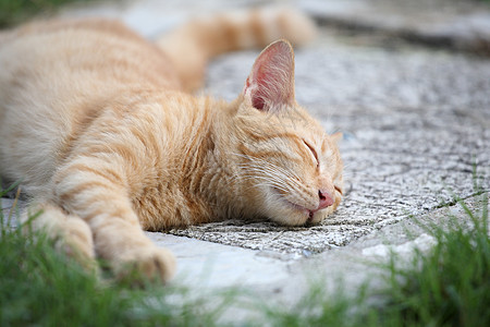 睡眠猫宠物长椅毛皮沙发猫科说谎动物头发猫咪耳朵图片