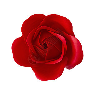 红玫瑰花在白色背景中被孤立花园风格花瓣婚礼植物群卡片粉色红色玫瑰植物图片
