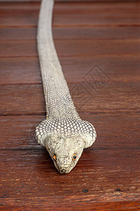 晒黑的皮肤 印度尼西亚巴厘岛最毒蛇腰带的特写 来自皮革车间的产品 眼镜王蛇也被称为 hamadryad 有毒蛇种动物女性材料服饰图片