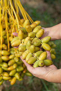 椰枣树上有椰枣的果实 它生长在土那北部叶子棕榈异国植物群水果植物食物花园沙漠树木图片