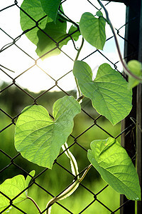 扶起叶子季节美丽场景宏观树叶森林树木木板公园花园图片