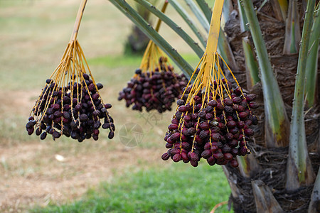 椰枣树上有椰枣的果实 它生长在土那北部植物群水果食物异国植物花园收成叶子树木情调图片