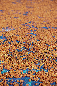 农业部门的可可豆干燥原生农牧业农场饮料工匠太阳工人棕色巧克力可可岛屿酒吧图片