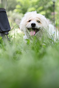 绿草上的维西狗头发小猎犬叶子公园天空鼻子高地哺乳动物女性花园图片