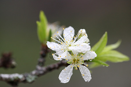 樱花白樱花花图片